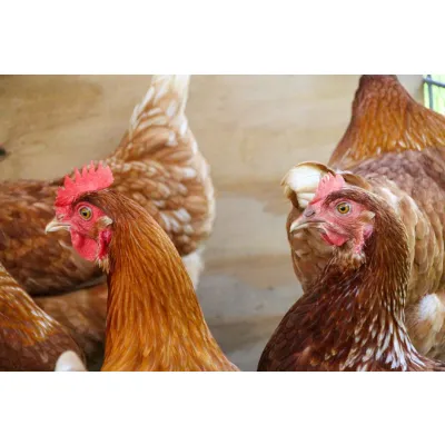 Live Broilers