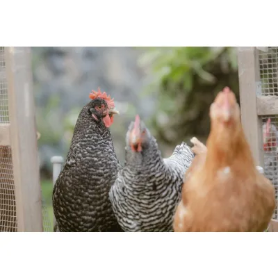 Live Layer Hens