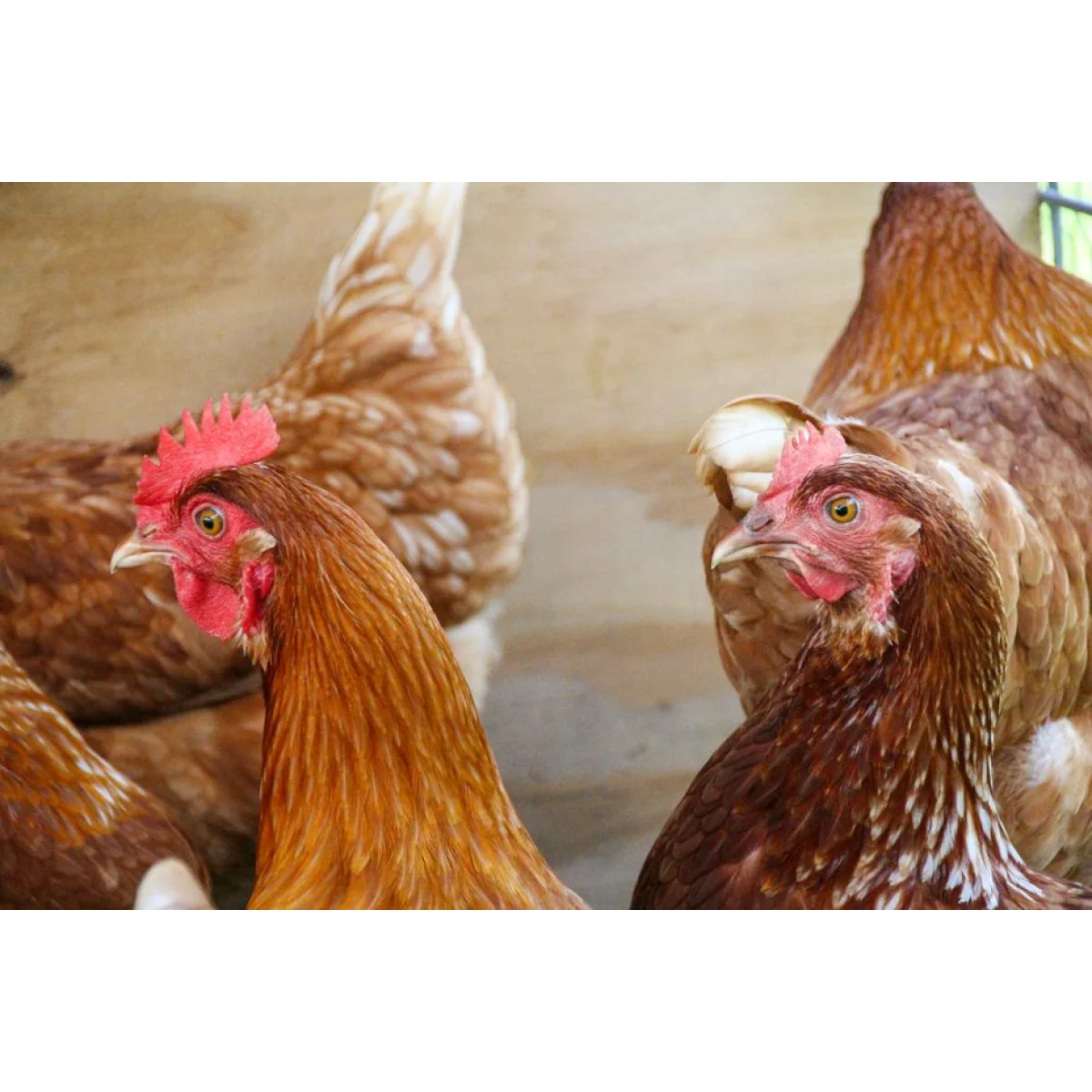 Live Broilers (40 days)