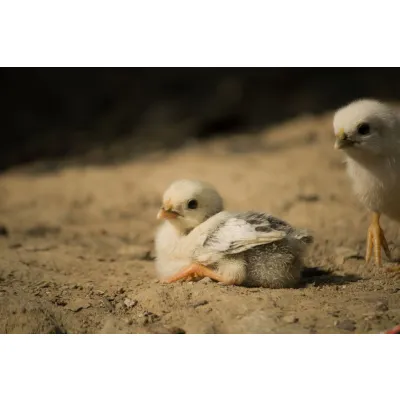 Day-Old Broiler Chicks