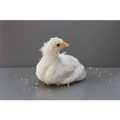 Day-Old Layer Chicks