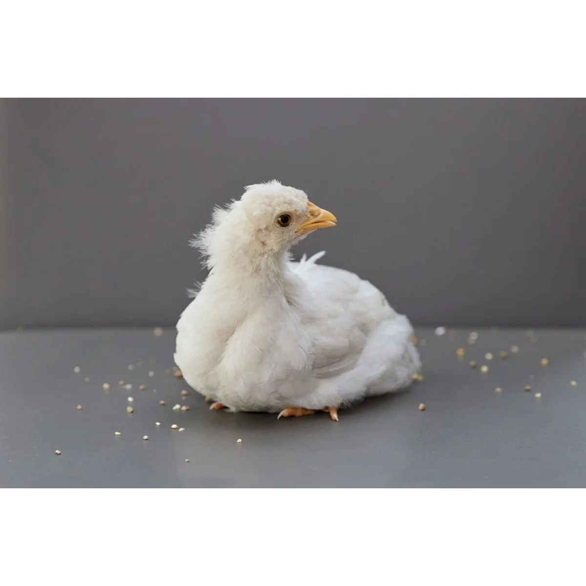 Day-Old Layer Chicks