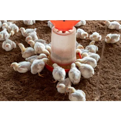 Spent Hens for Stewing